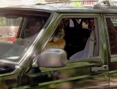 <b>Perro inteligente conduce un carro</b>