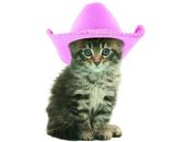 <b>Gatito con sombrero</b>