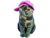 <b>Kitty con gorra</b>