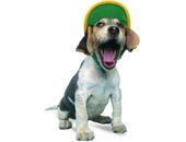 <b>Beagle con gorra</b>